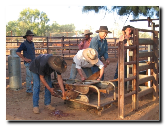 40 Kalb in der Presse